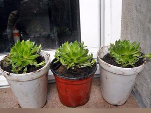 planta suculanta Orostachys japonica maceta 10