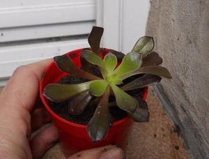 planta suculenta Aeonium arboreum 'Atropurpurea' M 6