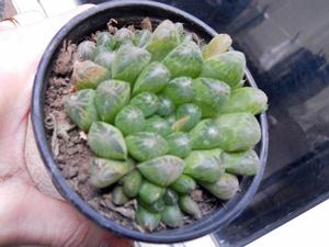 planta suculenta Haworthia cymbiformis 'Obtusa' M 10