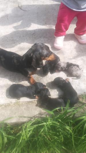 Cachorros Dachshund mini, bien chiquitos !