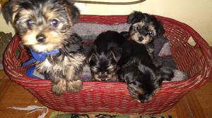 Cachorros Yorkshire Terrier