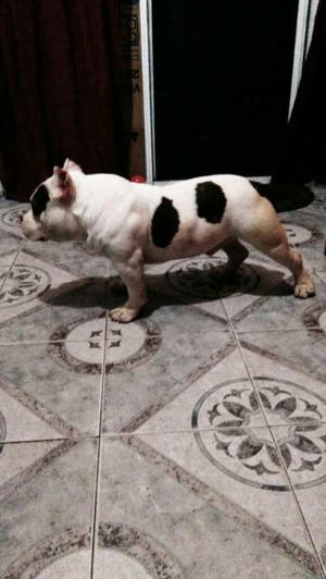 PITBULL American Bully