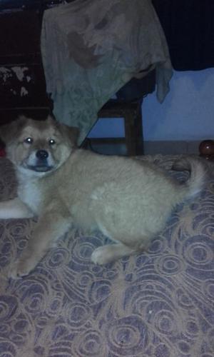 Vendo hermoso cachorro chow chow