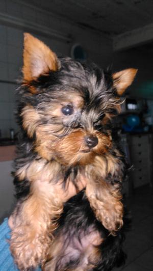 Yorkshire terrier hembra con papeles