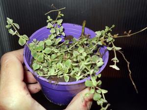planta suculenta crassula pellucida marginalis minima M 8