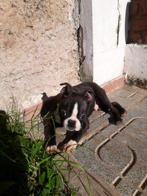 Boston terrier cachorro