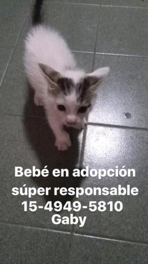 Gatito bebe en adopcion