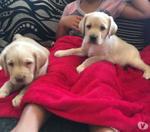 Golden Labrador Puppies