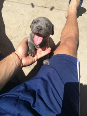 Pitbull Blue Nose