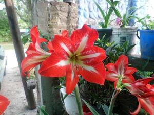 Plantas de amarilis para jardín color rojo con cintas