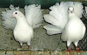 palomas abanico yunta blanca