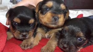 Cachorros yorkshire 45 dias