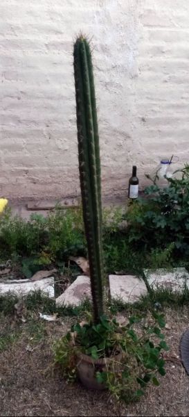 Cactus san Pedro