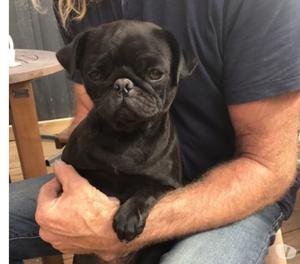 Lindo macho y hembra pug carlino cachorros listo -