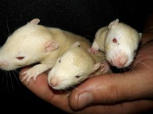 Ratas mascota champagne