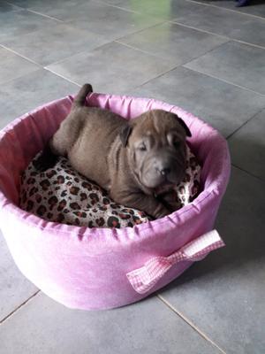 cachorros shar pei