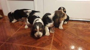 vendo hermosos cachorritos basset (batatas)