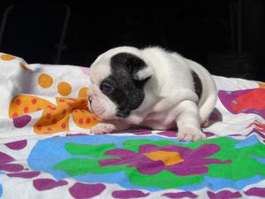 CACHORROS BULLDOG FRANCES