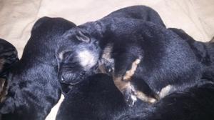 Venta cachorros ov.aleman