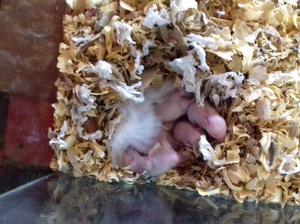 Hamster Sirios Bebes