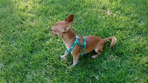 MACHITO CHIHUAHUA BUSCA NOVIA