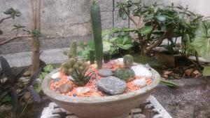 Mix de cactus