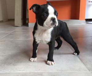 Vendo cachorro Boston Terrier