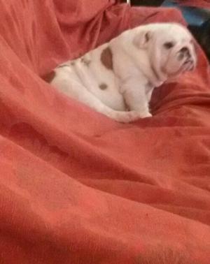 Bulldog inglés hembra 8 meses