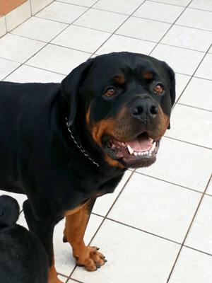 Cachorros de rottweiler