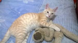 Gato macho en adopcion