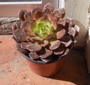 Planta Suculenta De Coleccion Echeveria Black Prince M 10