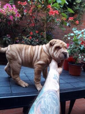 Shar pei hembras fca