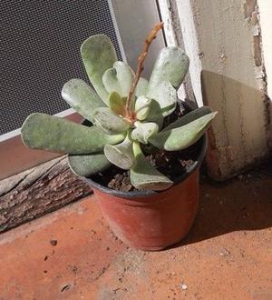 planta suculenta Adromischus cooperi en M 10 con vara floral