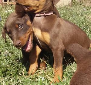 Cachorritos Doberman marrones.