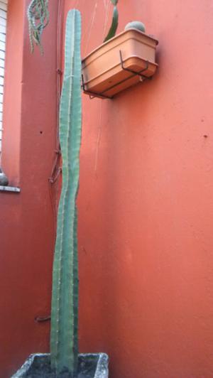 Par de Hermosos cactus