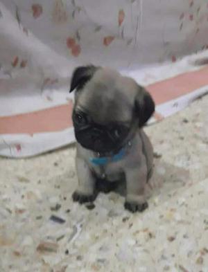 Pug carlino macho