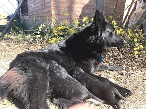 Cachorros ovejero belga puros