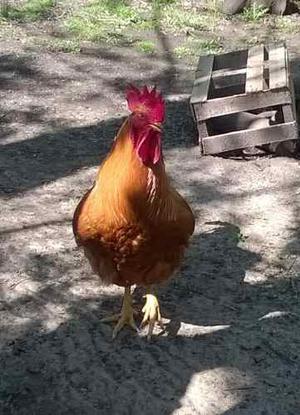 Vendo Gallos. New Hampshire Y Cogotes Pelado O Pila