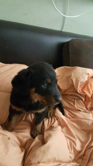 Vendo hermoso rottweiler