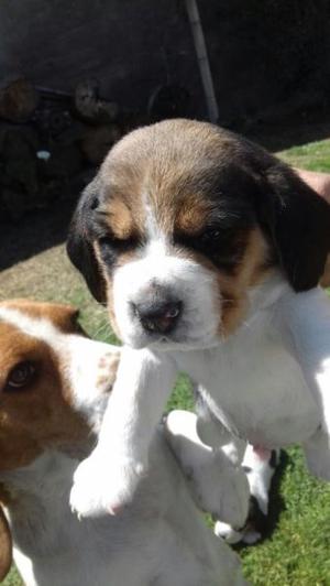 Vendo cachorros beagles 13", tricolor puros