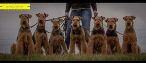 Airedale Terrier cachorros