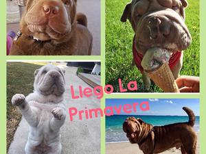 Cachorras shar pei cremas