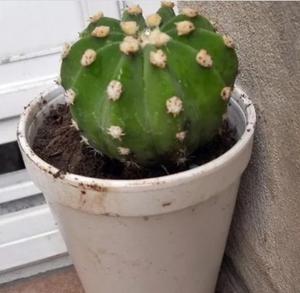 Cactus Echinopsis Eyresii En Recipiente De 10 Cm