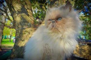 Gatitos Persa Himalayas Bebes Los Mas Lindos Del Pais