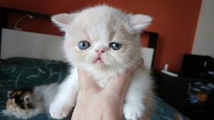 Gatos Persas Exóticos Gatitos Extremos Cariñosos