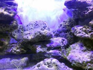 Rocas De Mar Cultivada Para Acuarios Marinos Y Reef