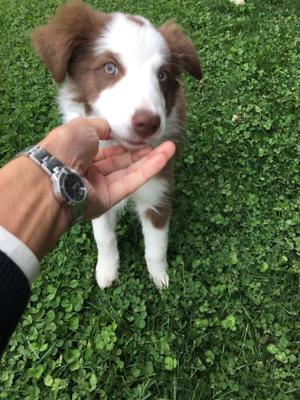 Vendo cachorra border collie