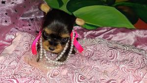 Yorkshire terrier con pedigree