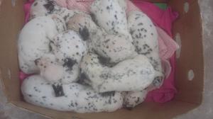 hermosos cachorros dalmata