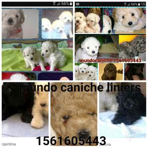 Caniche todos los colores